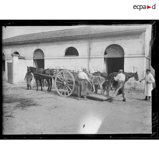 Châlons-sur-Marne. Hôpital Corbineau. Ânes malades emmenés en charette à l'hôpital. [légende d'origine]