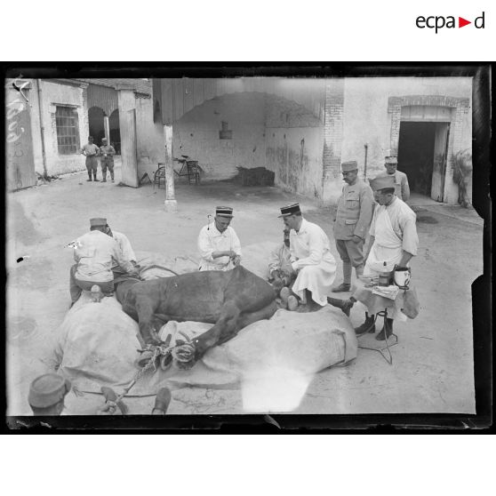 Châlons-sur-Marne. Caserne Tirlet. Opération faite sur un cheval blessé (extraction d'éclat). [légende d'origine]