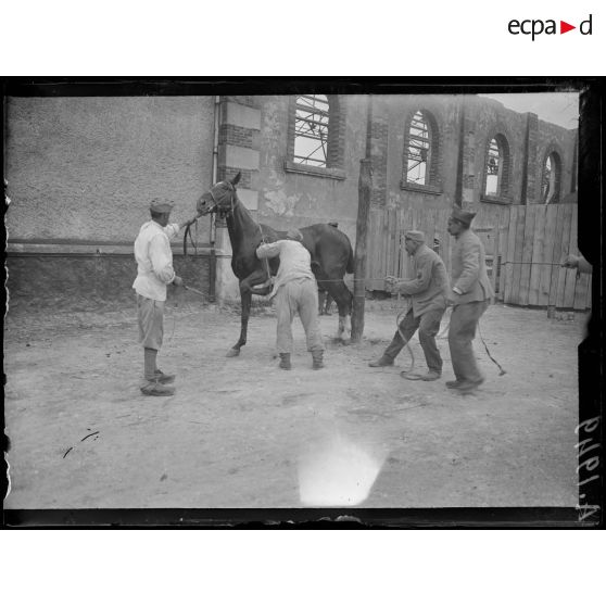 Châlons sur Marne. Caserne Fargeau. Ferrage de chevaux dangereux ou entrave le membre antérieur gauche. [légende d'origine]
