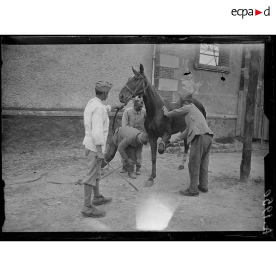 Châlons sur Marne. Caserne Fargeau. Ferrage de chevaux dangereux ou entrave le membre antérieur droit. [légende d'origine]