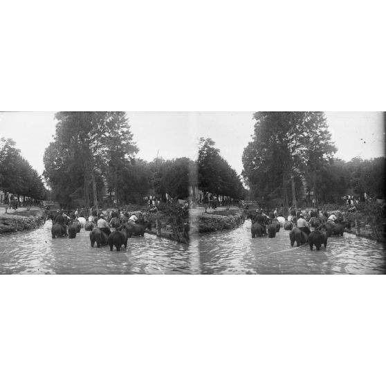 Suippes (4e armée). Chevaux à l’abreuvoir. [légende d’origine]