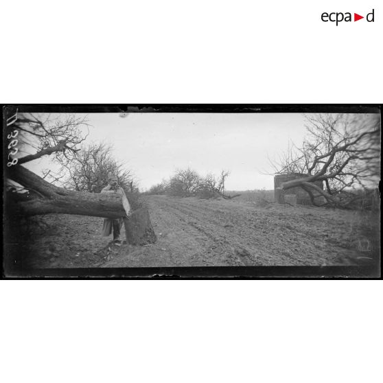 Nesle (Somme). Pommiers coupés par les allemands quelques jours avant leur départ. [légende d'origine]