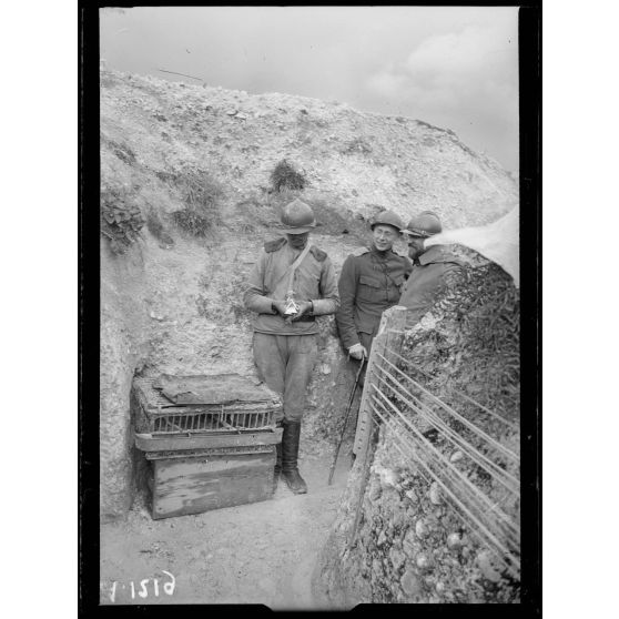 Mission de Mr Variot. Voyage à la brigade russe. Secteur d'Auberive. Soldat russe soignant un pigeon. Lieu dit St Mandé. [légende d'origine]