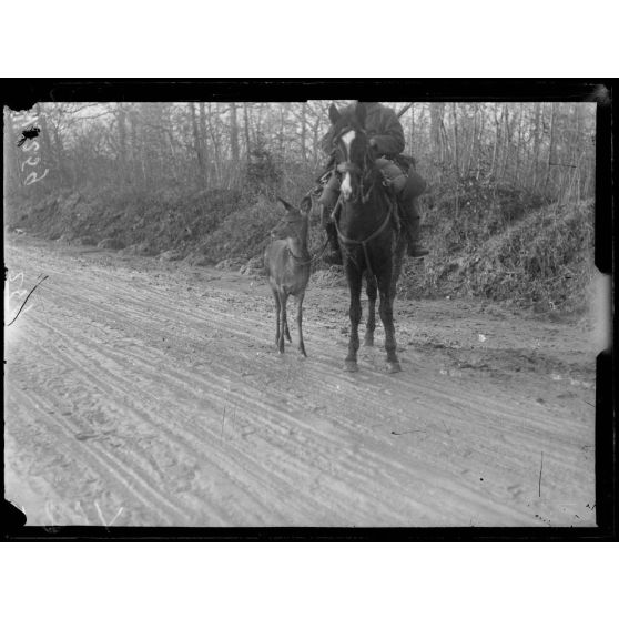 Près de Reims, route d'Epernay, la biche porte bonheur du régiment de chasseurs d'Afrique. [légende d'origine]