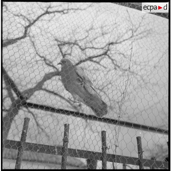 [Pigeon sur un grillage.]