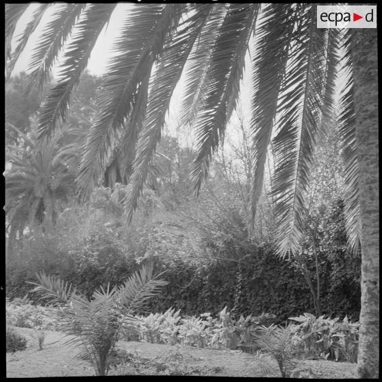 [Jardin public de Sidi-Bel-Abbès.]