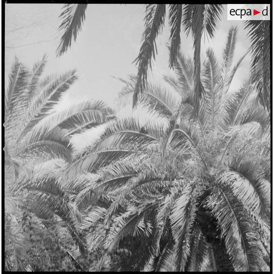 [Jardin public de Sidi-Bel-Abbès.]