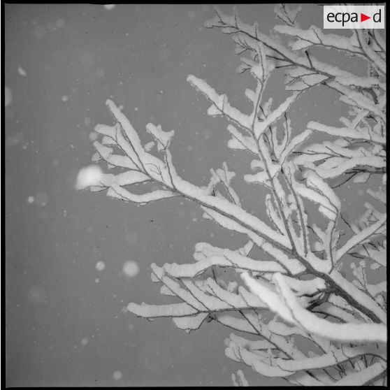 Des branches d'arbre sous la neige. [légende d'origine]