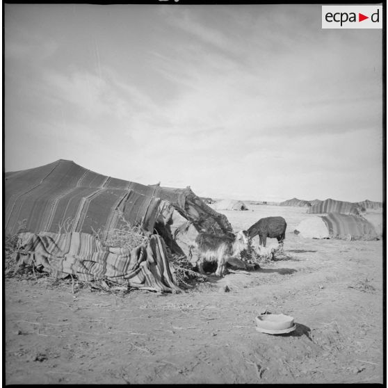 Tournée de secteur près de Berthelot. Deux chèvres devant l'entrée d'une khaïma. [légende d'origine]