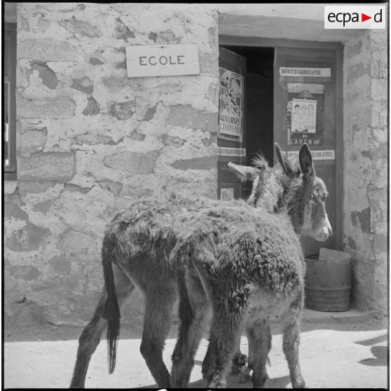 Deux ânes sont photographiés devant l'entrée de l'école d'un village. [légende d'origine]