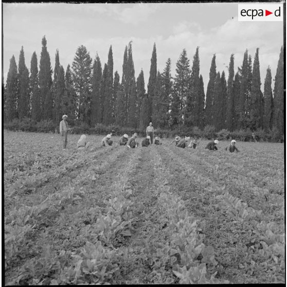 Des ouvriers agricoles travaillent dans un champ. [légende d'origine]