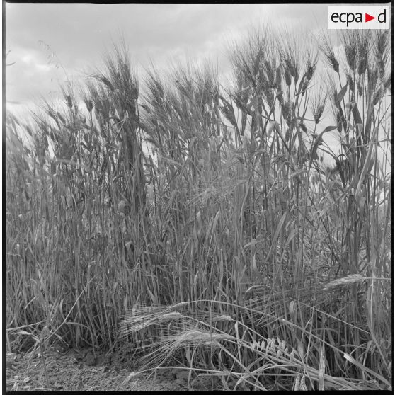 Prise de vue rapprochée sur la parcelle d'un champ de blé. [légende d'origine]
