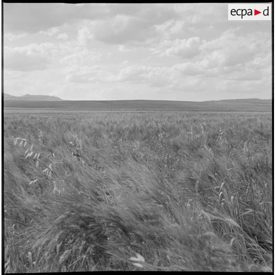 Vue d'ensemble d'un champ et du paysage environnant. [légende d'origine]