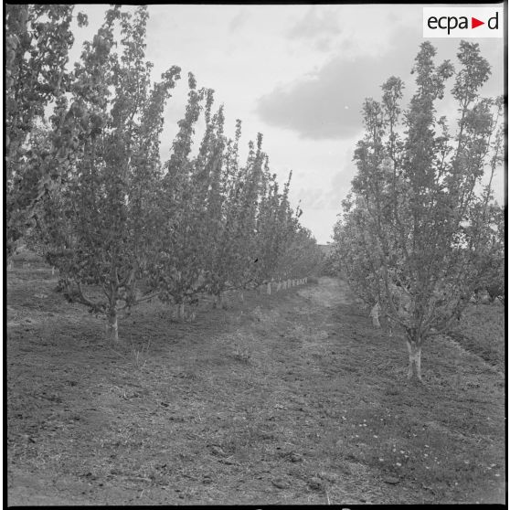 Prise de vue d'arbres fruitiers. [légende d'origine]