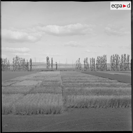 Vue d'un champ et du paysage alentour. [légende d'origine]