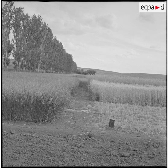 Vue de parcelles agricoles. [légende d'origine]
