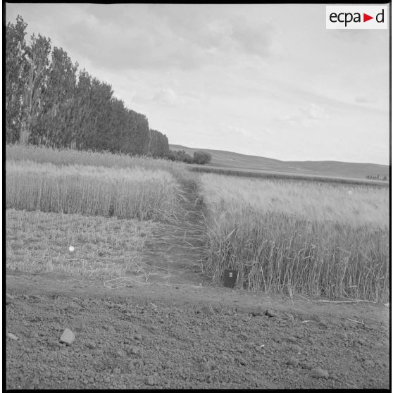 Vue de parcelles agricoles. [légende d'origine]