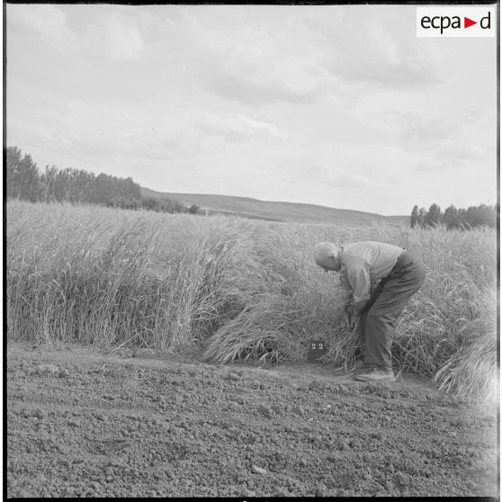 Un ouvrier agricole travaille sur une parcelle. [légende d'origine]
