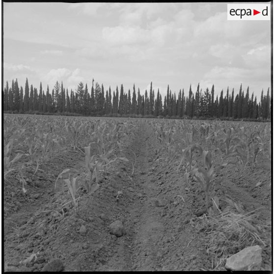 Vue d'une rangée de plantations dans un champ. [légende d'origine]