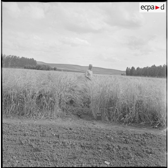 Un ouvrier agricole inspecte une parcelle. [légende d'origine]