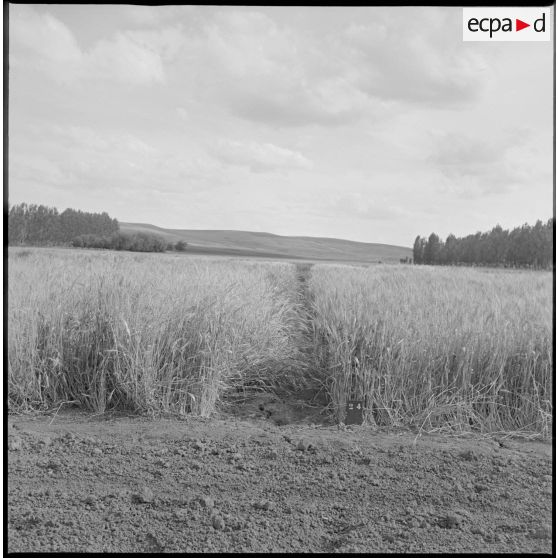 Vue de parcelles agricoles. [légende d'origine]