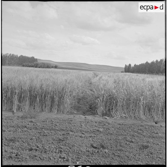 Vue de parcelles agricoles. [légende d'origine]