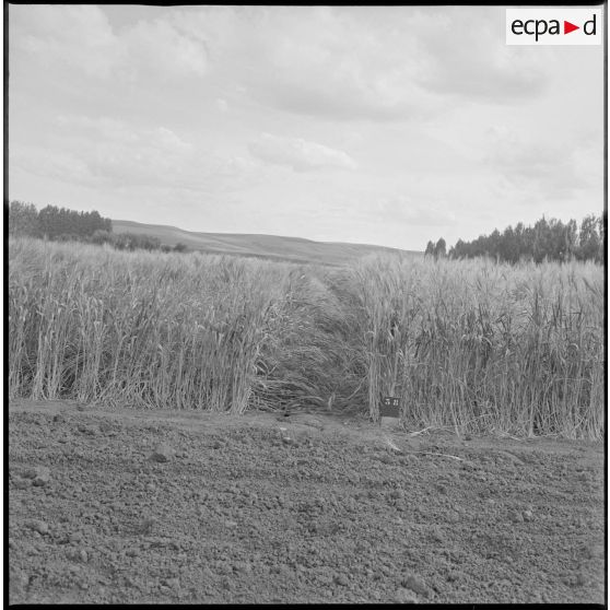 Vue de parcelles agricoles. [légende d'origine]