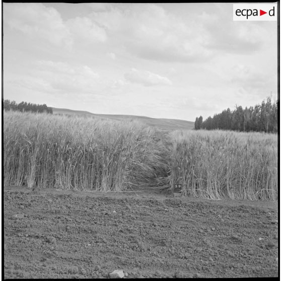 Vue de parcelles agricoles. [légende d'origine]