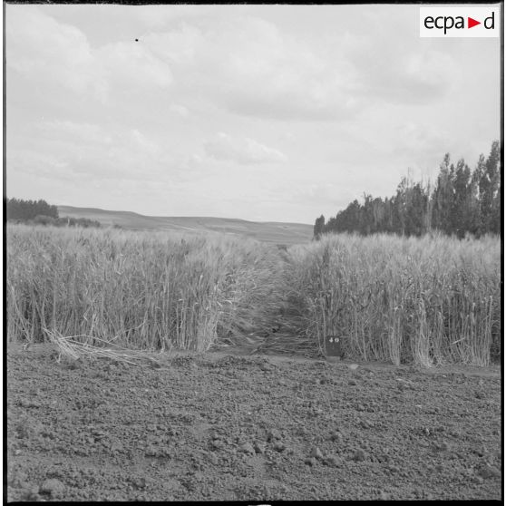 Vue de parcelles agricoles. [légende d'origine]