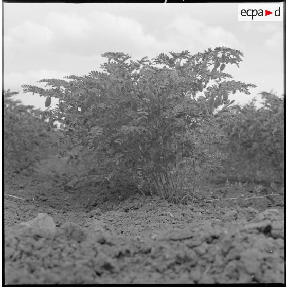 Prise de vue en gros plan d'une plante dans un champ. [légende d'origine]