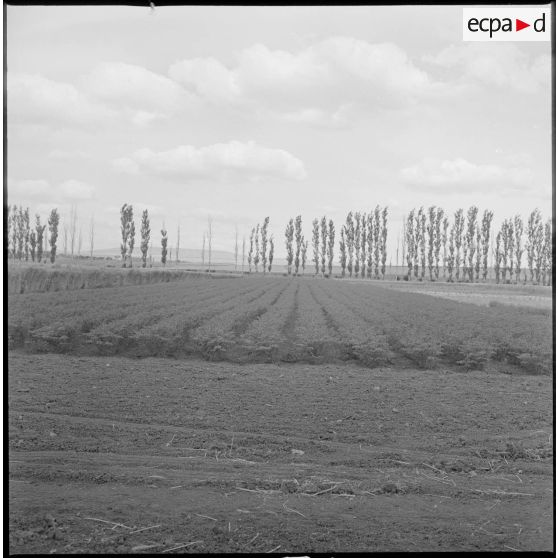 Vue d'un champ. [légende d'origine]