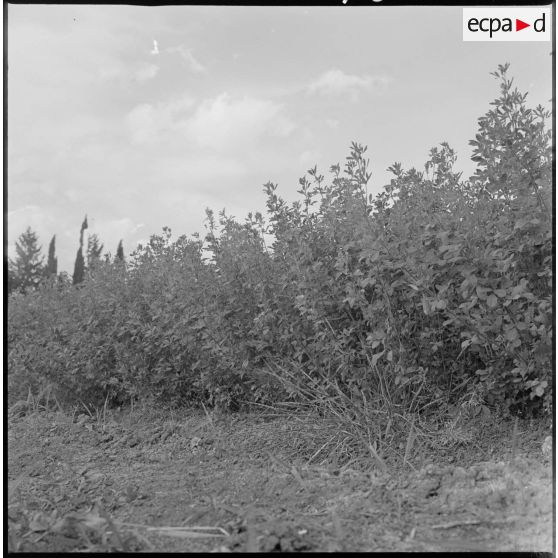 Vue rapprochée de plantations agricoles dans un champ. [légende d'origine]
