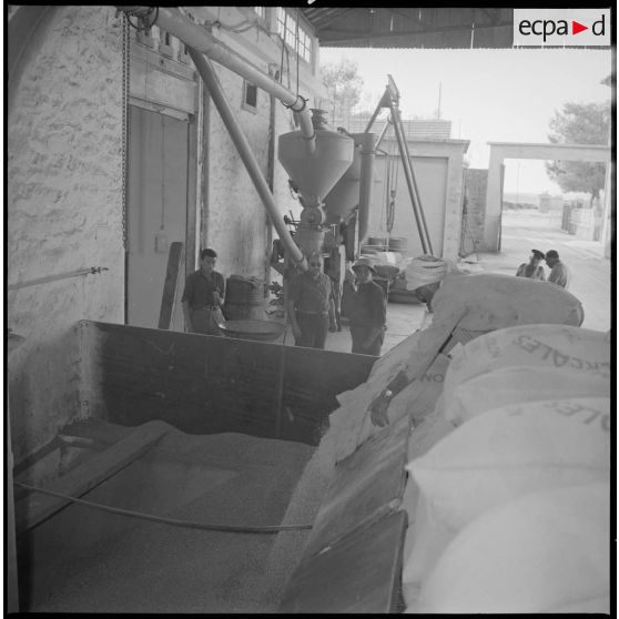 Déchargement de sacs de graines de céréales dans une cuve à la coopérative des Maalifs. [légende d'origine]
