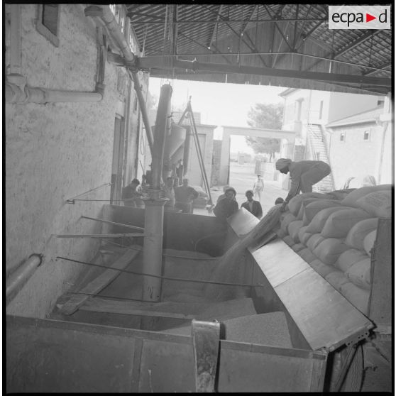 Un ouvrier décharge des sacs de graines de céréales dans une cuve de la coopérative des Maalifs. [légende d'origine]