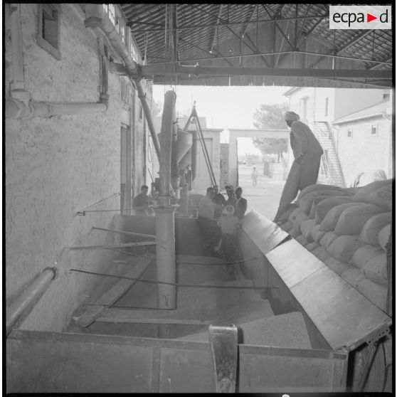 Un ouvrier décharge des sacs de graines de céréales dans une cuve de la coopérative des Maalifs. [légende d'origine]