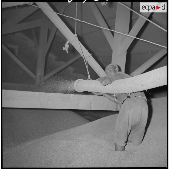 [Sous les toits de la coopérative des Maalifs, un ouvrier maintient un tuyau duquel s'échappe probablement des graines.]