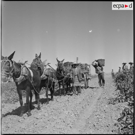 [A la ferme Cantau, des hommes transportent le raisin récolté.]