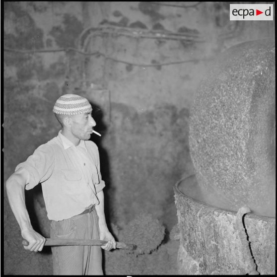 [Papeterie d'Aïn-el-Hadjar. Portrait d'un ouvrier avec une cigarette à la bouche et une pelle dans ses mains. Il se tient devant une meule utilisée pour la fabrication de la pâte à papier et semble remplir une cuve.]