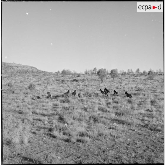 [Vue aérienne sur des chevaux aux alentours de la ferme d'Aïn Zerga.]