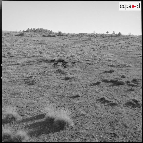 [Vue aérienne sur des chevaux aux alentours de la ferme d'Aïn Zerga.]