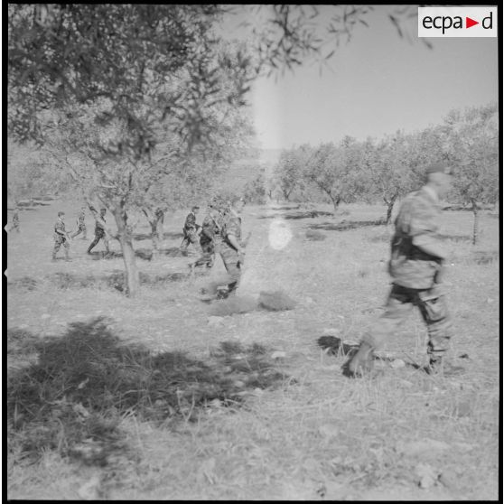 [Entraînement des parachutistes dans un verger du Vieux Saïda. Soldats progressant en colonne.]
