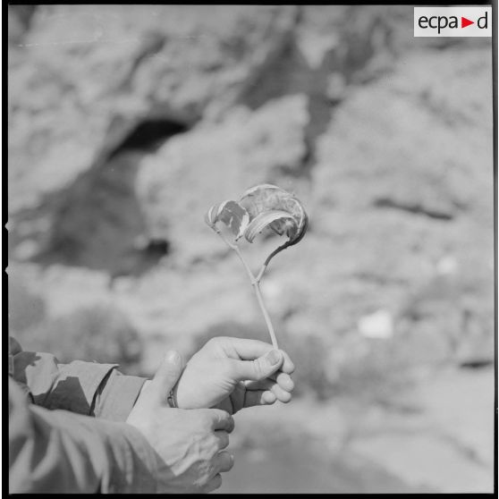 [Plan rapproché sur des mains tenant un végétal.]