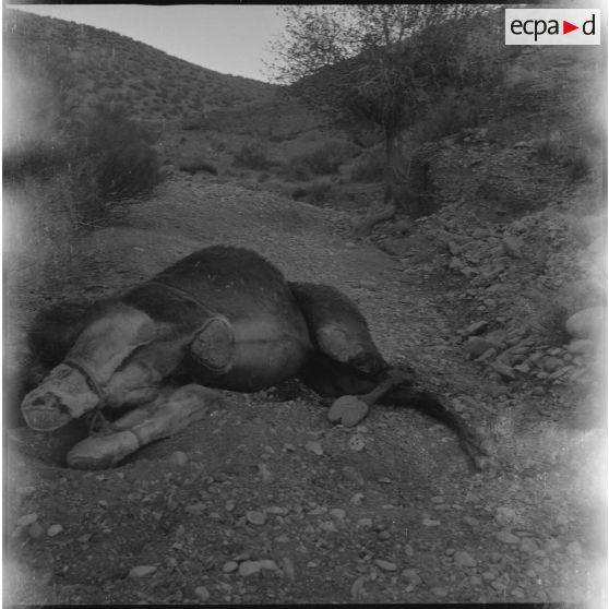 [Cadavre d'un dromadaire gisant sur une route des monts des Ksour.]
