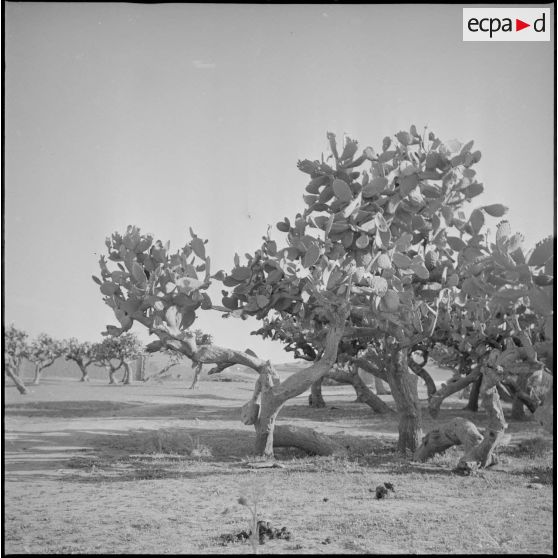[Figuiers de Barbarie le long de la route de Mascara.]