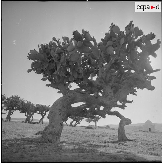 [Figuiers de Barbarie le long de la route de Mascara.]