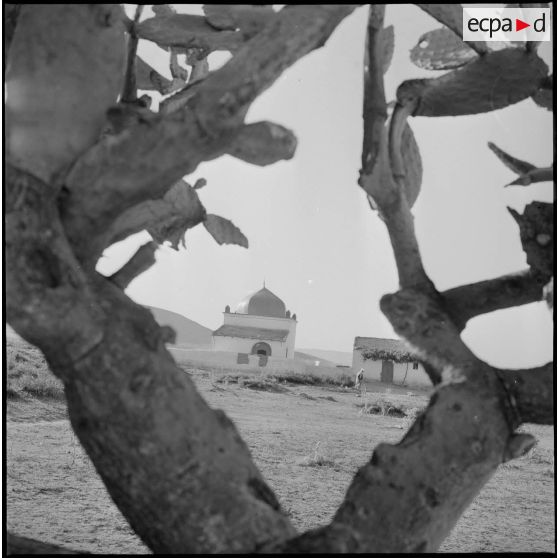 [Vue d'un marabout à travers les branches d'un figuier de Barbarie près de Mascara.]