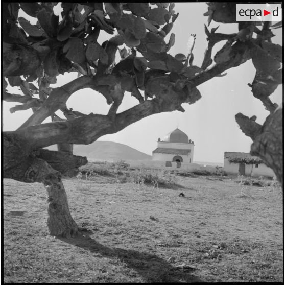 [Vue d'un marabout à travers les branches d'un figuier de Barbarie près de Mascara.]