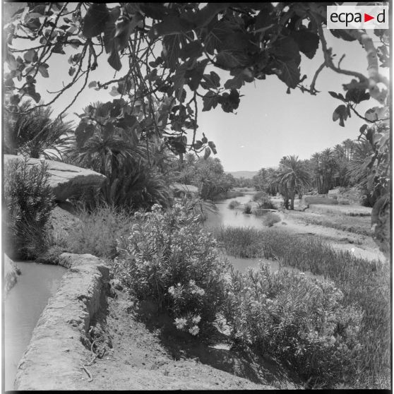 [La végétation de la palmeraie de Tiout.]