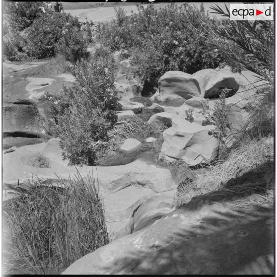 [La végétation de la palmeraie de Tiout.]
