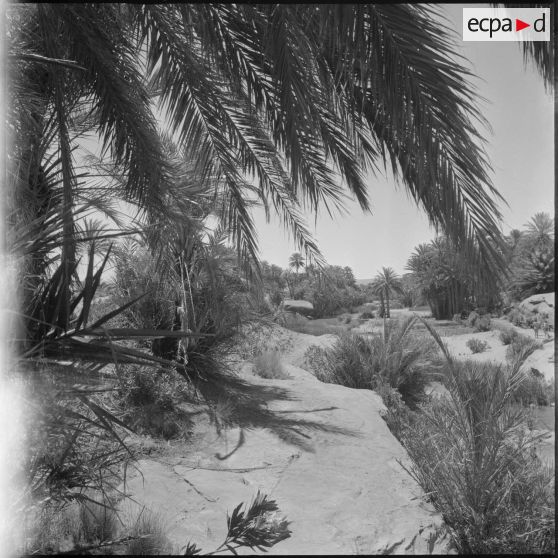 [La végétation de la palmeraie de Tiout.]